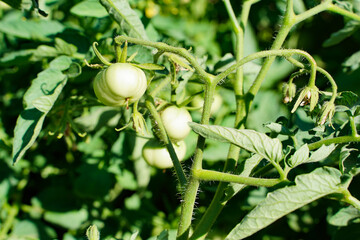 Tomato plants in greenhouse Green tomatoes plantation. Organic farming, young tomato plants growth in greenhouse.