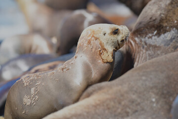 Fototapeta premium Male Sea Lion , Patagonia, Argentina