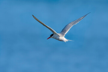 Sandwich Tern in flight, Patagonia Argentina.