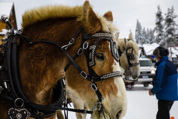 Winter Sleigh Horse