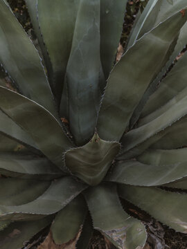 agave close up