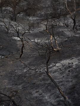 burnt trees 