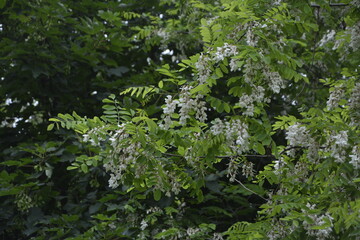 Flowering branch of white acacia .White acacia (Robinia pseudoacacia).