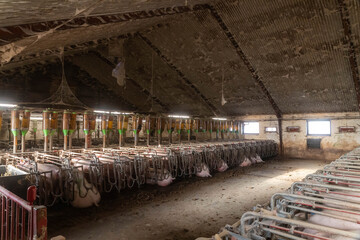 Old dirty pig farm inside. Pregnant sows waiting to be fed