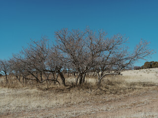 tree in the field