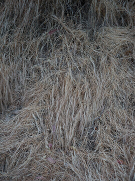 abstract grass