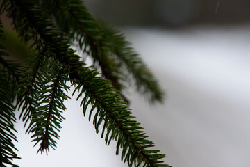 green pine needles on the side of the road in winter