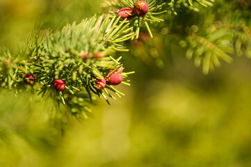 Arrière plan naturel