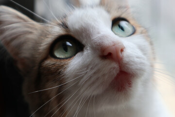 close-up of cat with green eyes
