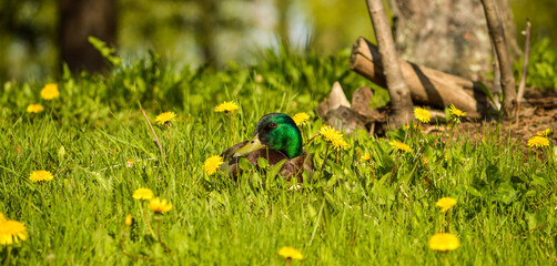 Canard colvert