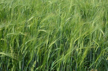 beautiful healthy green ears of barley in the field