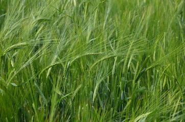 Fototapeta na wymiar beautiful healthy green ears of barley in the field