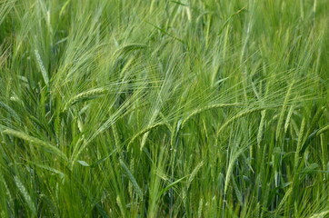 beautiful healthy green ears of barley in the field
