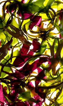 Sea Vegetables