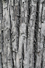 tree bark texture de focus