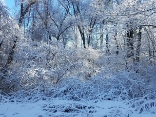 snow covered trees