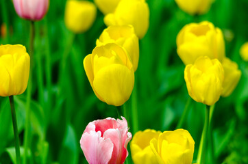 Fototapeta premium yellow tulips in the flowerbed field