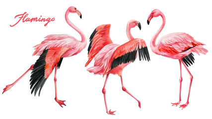 set of pink flamingo on an isolated white background, watercolor illustration