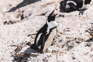 Fototapeta premium South African Jackass Penguin laying an egg in Cape Town South Africa