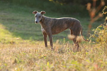 Greyhound posing in nature. Dog stands against the background of autumn