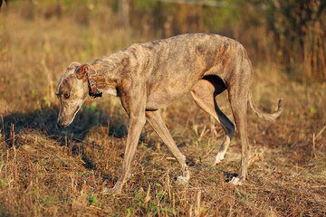 Greyhound posing in nature. Dog stands against the background of autumn