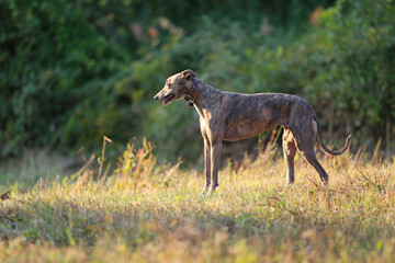 Greyhound posing in nature. Dog stands against the background of autumn