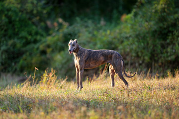 Fototapeta na wymiar Greyhound posing in nature. Dog stands against the background of autumn