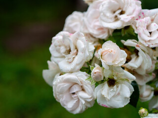 Beautiful wilted white roses in late summer