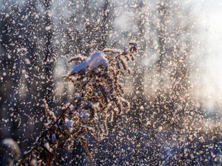 Frozen dry grass, close up. Abstract winter of autumnal natural background