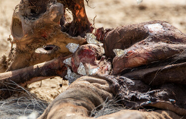 Pioneer White Butterflies obtaining minerals from a carcass, Kgalagadi 