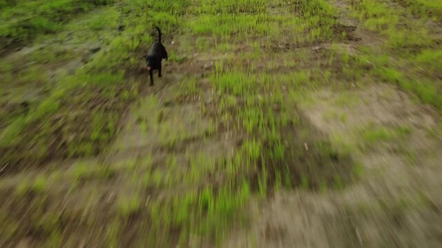 Cinem&aacute;tica de perro negro corriendo 