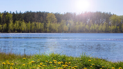 A landscape on a lake with waves and a forest. Tall trees on the shore by the water. Yellow dandelion flowers. Bright sunlight. Small waves on the water.