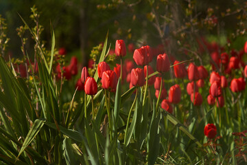 Spring in the garden