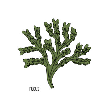 Algae - fukus. Green and red edible algae. Black line ink sketch on a white background. Vector hand drawn illustration cartoon.