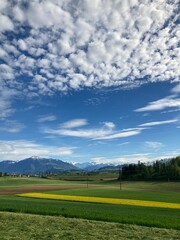 春　菜の花　畑　青空