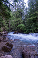 Fototapeta premium Avalanche Creek and its teal waters flow through the dense forest of Glacier National Park