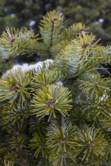 Icy foliage winter day photo