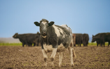 focusing on the face of a dairy cow