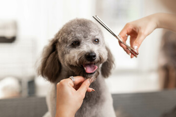 Pretty, blonde dog groomer lady trims purebred poodle puppy.