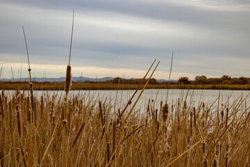 View of lake through reeds
