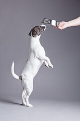 Jack Russell Terrier 