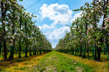 Fototapeta na wymiar Spring pink blossom of apple trees on fruit orchards in Zeeland, Netherlands