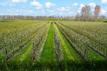 Spring white blossoms of pear trees on fruit orchards in Zeeland, Netherlands