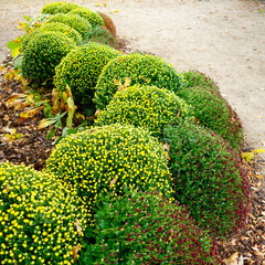 Chrysanthèmes en boule le long d'un chemin dans un parc