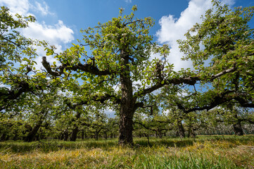 Fototapeta premium Spring white blossoms of pear trees on fruit orchards in Zeeland, Netherlands