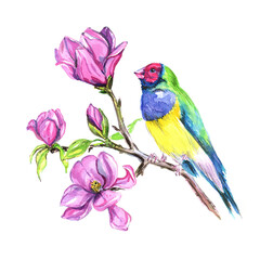 Hand drawn watercolor. Colorful bird on a branch of magnolia