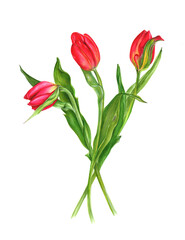 Hand drawn red tulip on white background. Beautifull spring flower. Watercolor bouquet of three red tulips