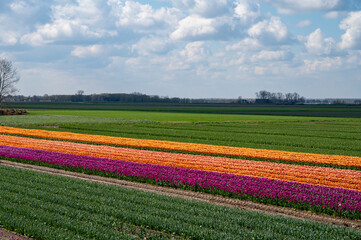 Fototapeta na wymiar Tulips bulbs production in Netherlands, colorful spring fields with blossoming tulip flowers