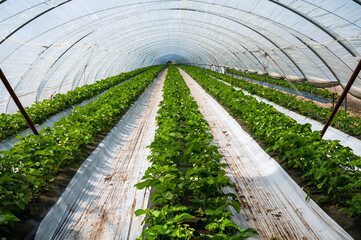 Plantations of blossoming strawberry plants growing in open greenhouse constructions covered with...