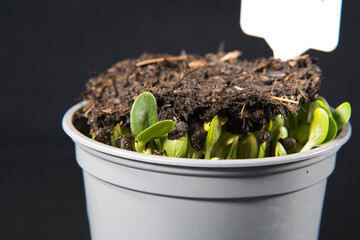 Seedlings germinating in a flower pot, the young shoots repelling the potting soil